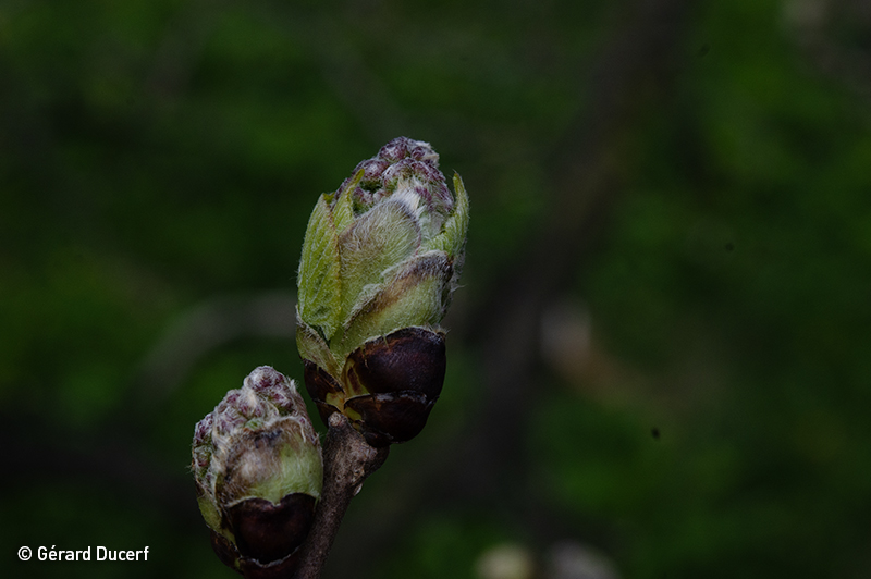 Gemmothérapie de murier - Bourgeons frais bio - Herbiolys Laboratoire 